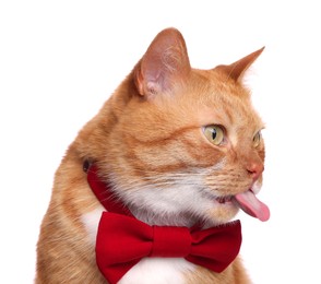 Photo of Cute cat with red bow tie licking itself on white background