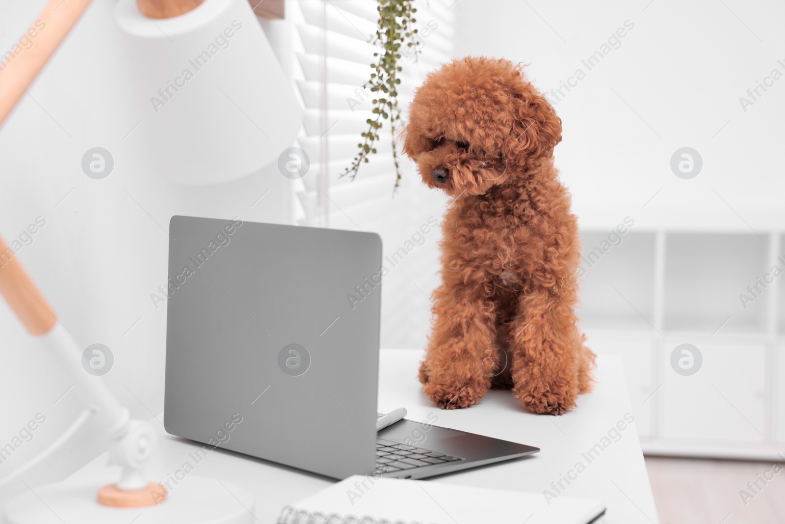 Photo of Cute Maltipoo dog on desk near laptop and notebook at home