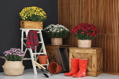 Beautiful fresh chrysanthemum flowers and gardening tools indoors