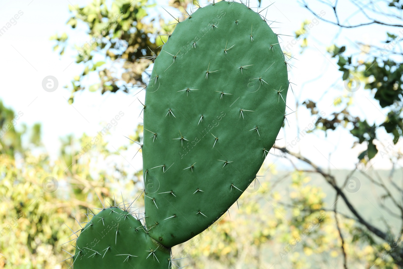 Photo of Beautiful Opuntia cactus growing near trees outdoors, closeup