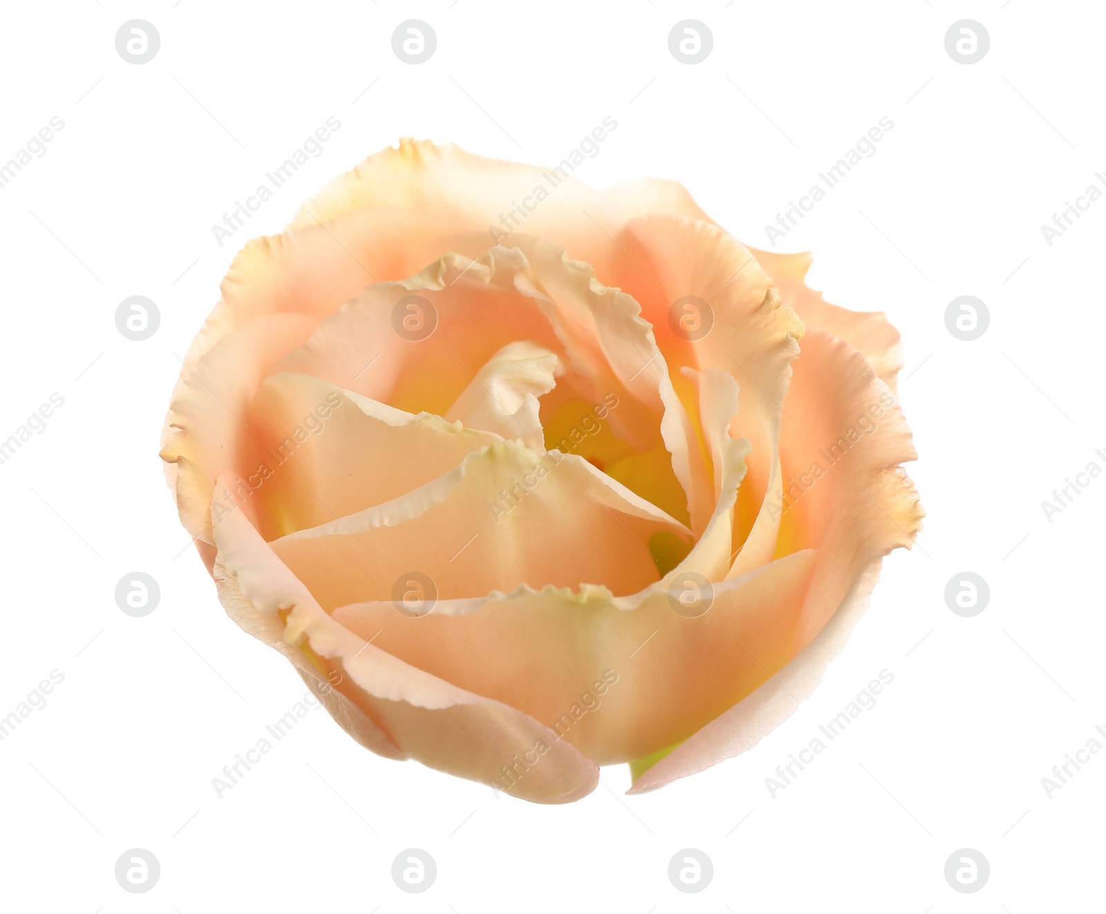 Photo of Beautiful fresh Eustoma flower on white background