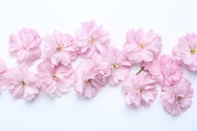 Photo of Beautiful sakura blossom on white background, top view. Japanese cherry