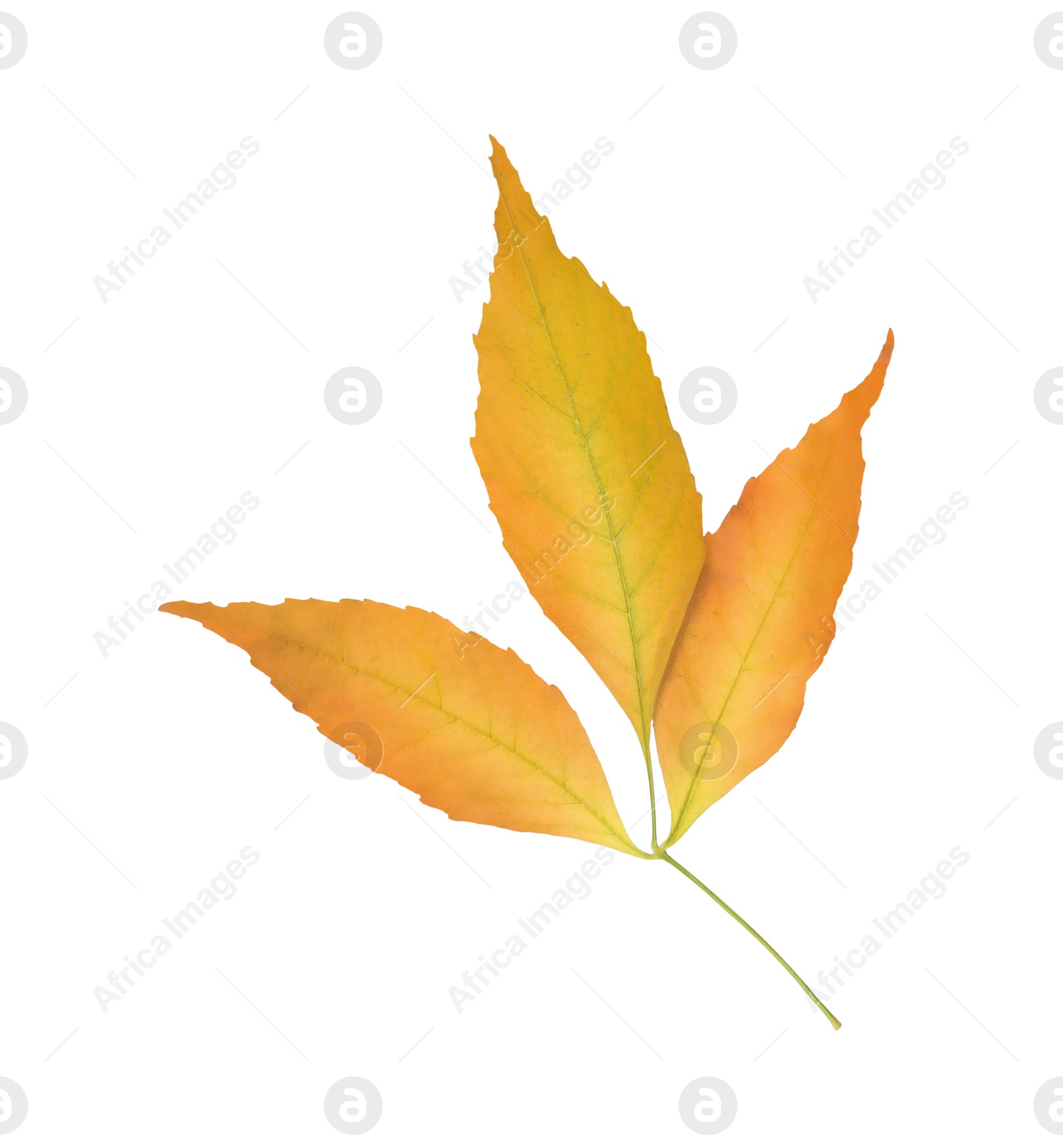 Photo of Twig with beautiful leaves isolated on white. Autumn season