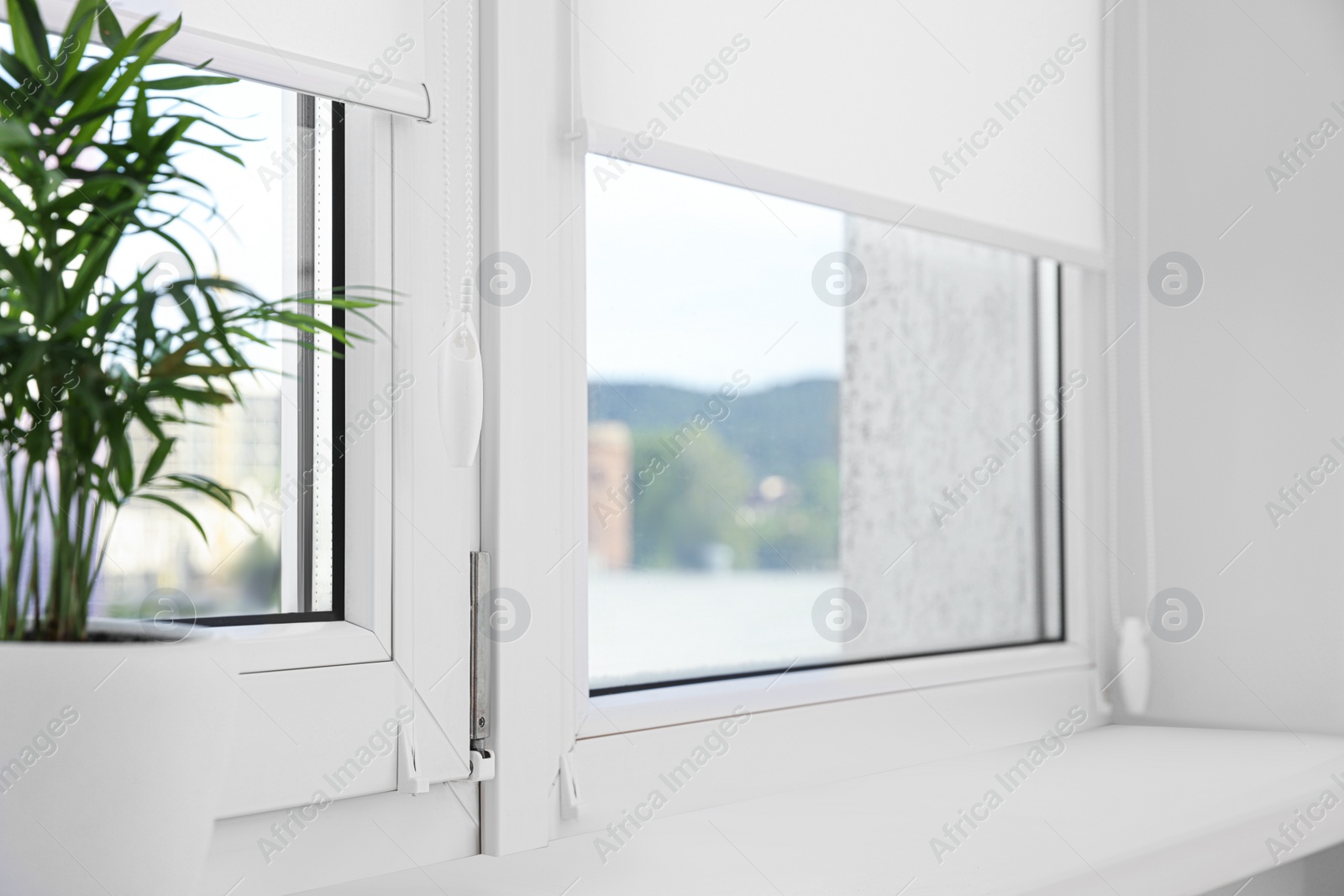 Photo of Houseplant on white sill near window with roller blinds