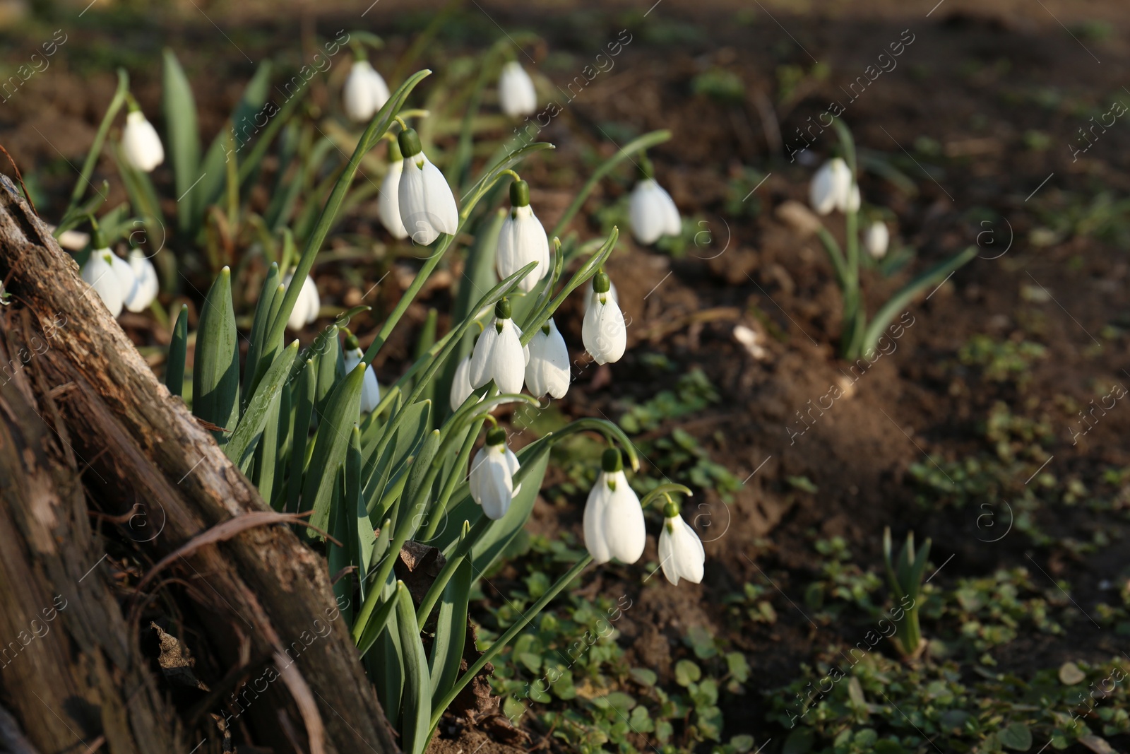 Photo of Beautiful blooming snowdrops growing outdoors. Spring flowers