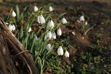 Photo of Beautiful blooming snowdrops growing outdoors. Spring flowers