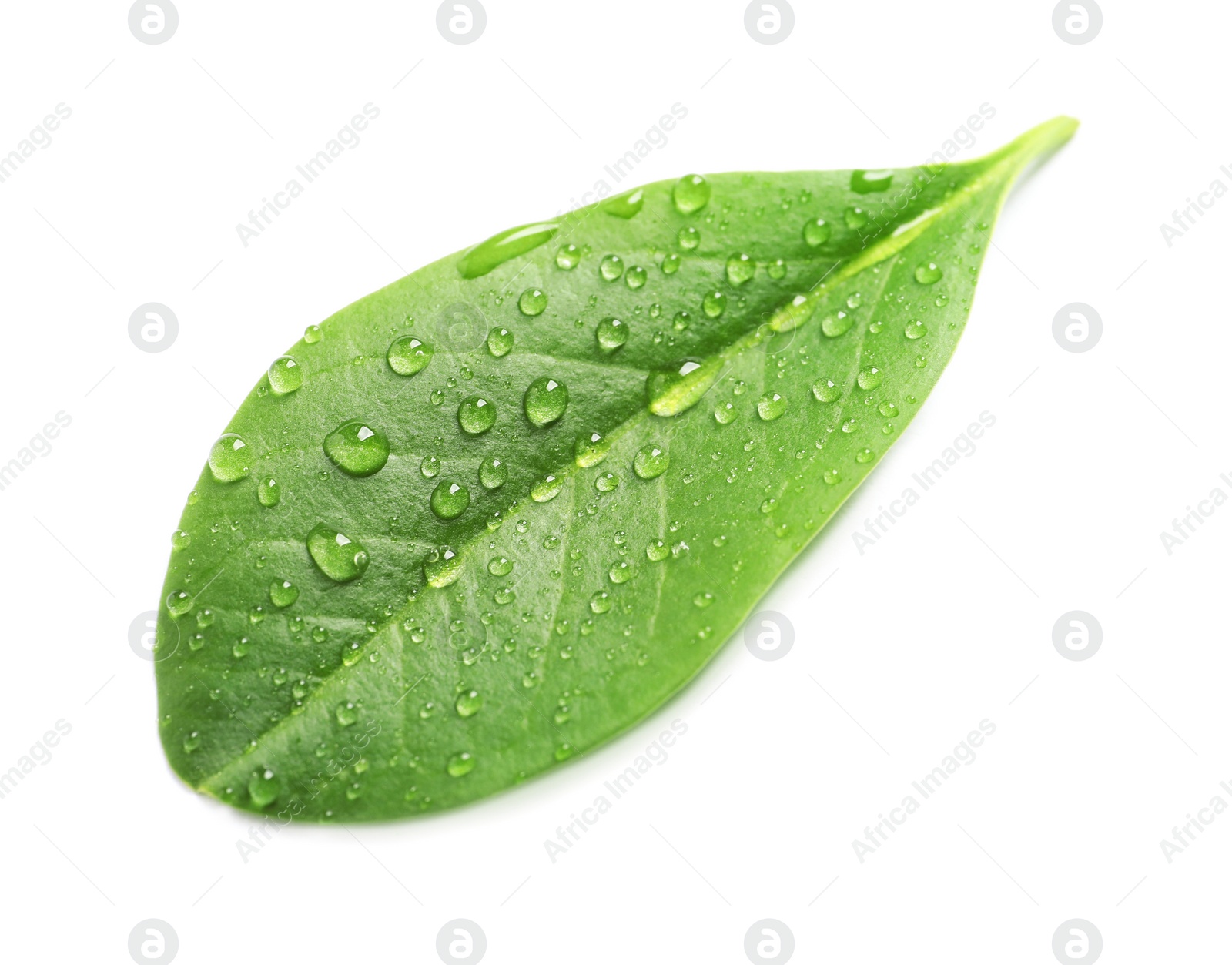 Photo of Green leaf with dew on white background