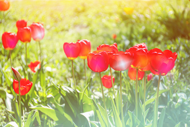 Image of Blossoming tulips outdoors on sunny spring day