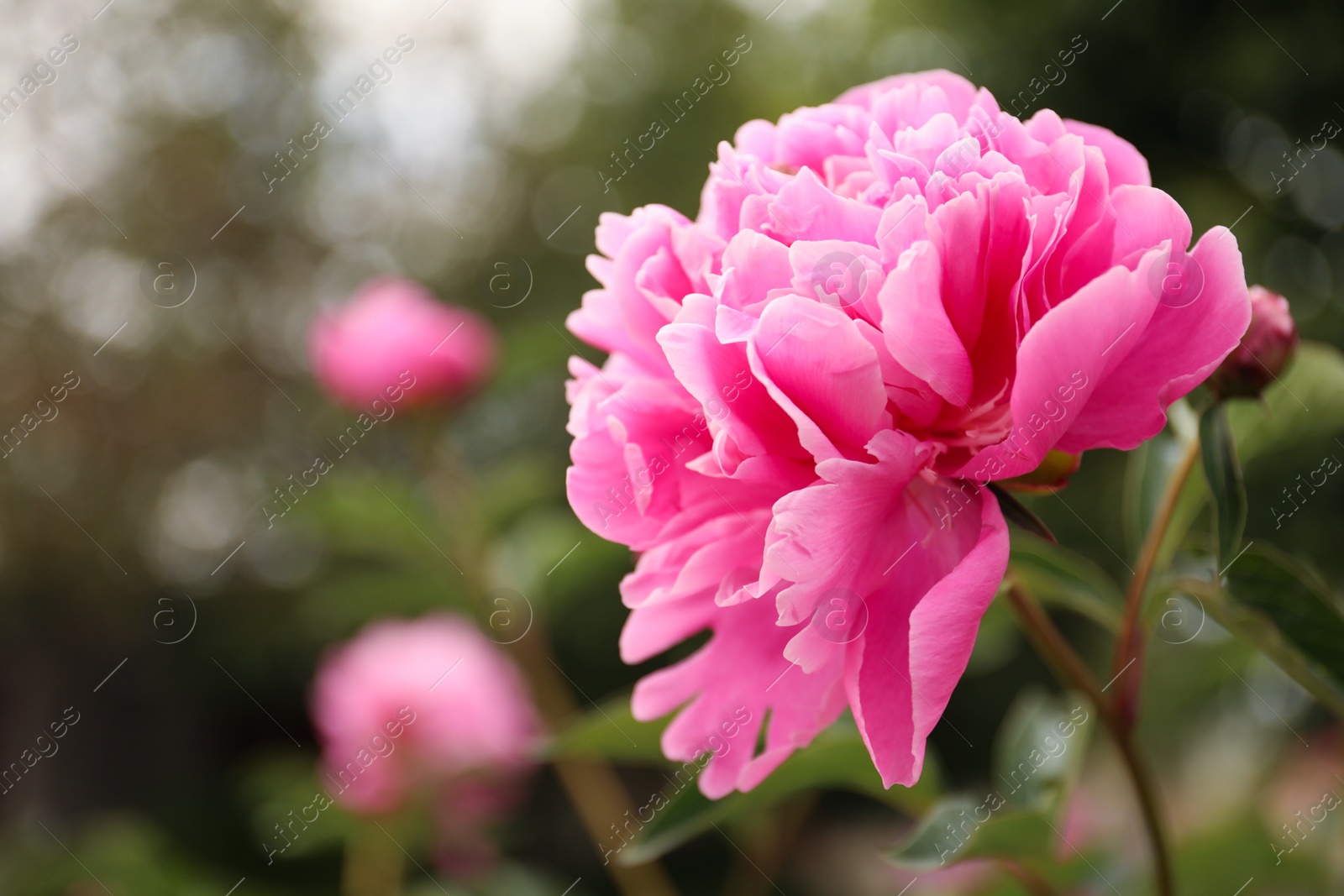 Photo of Beautiful blooming pink peony outdoors, closeup. Space for text