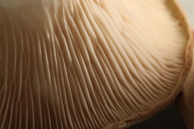 Photo of Fresh oyster mushroom on table, macro view
