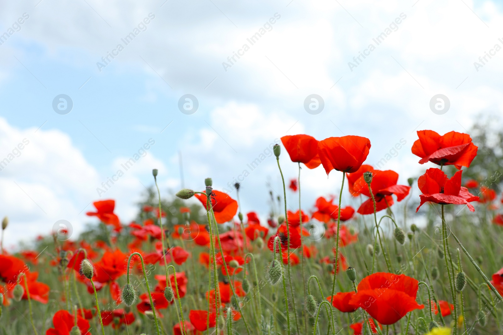 Photo of Beautiful red poppy flowers growing in field