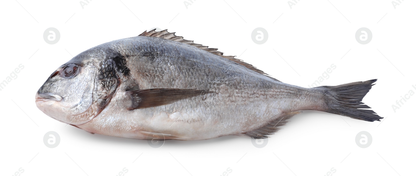Photo of Fresh raw dorado fish isolated on white