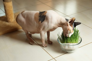 Photo of Adorable Sphynx cat and green grass plant on floor indoors. Cute pet