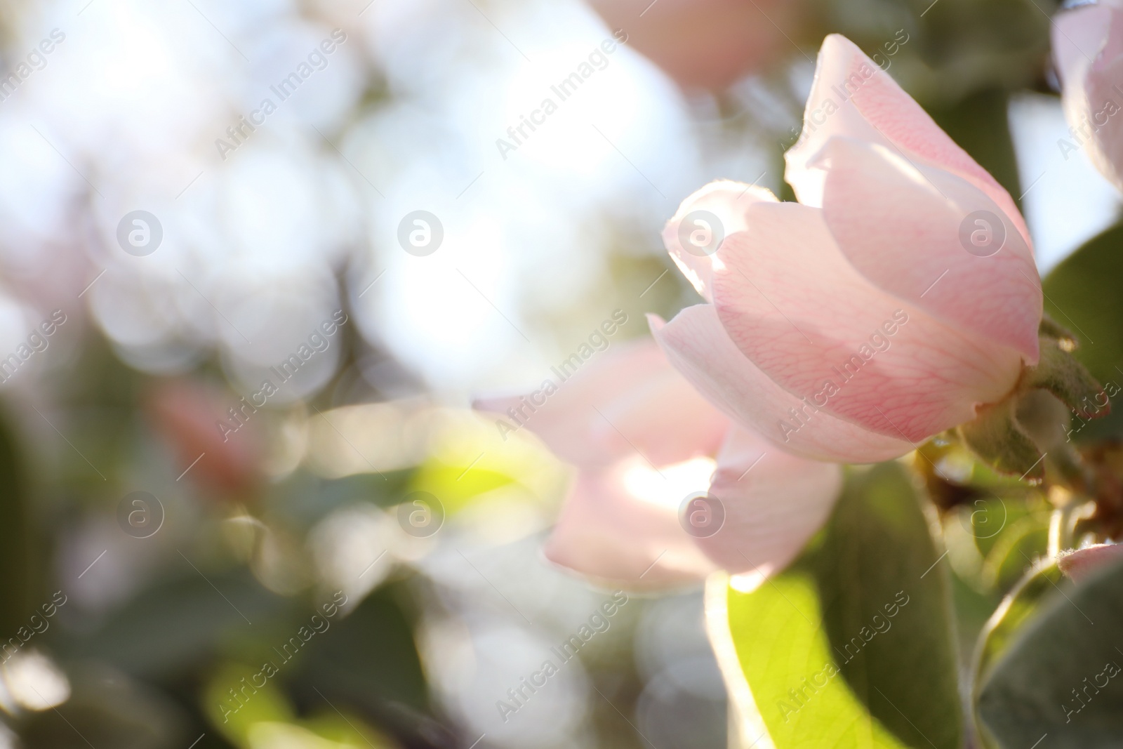 Photo of Closeup view of beautiful blossoming quince tree outdoors on spring day