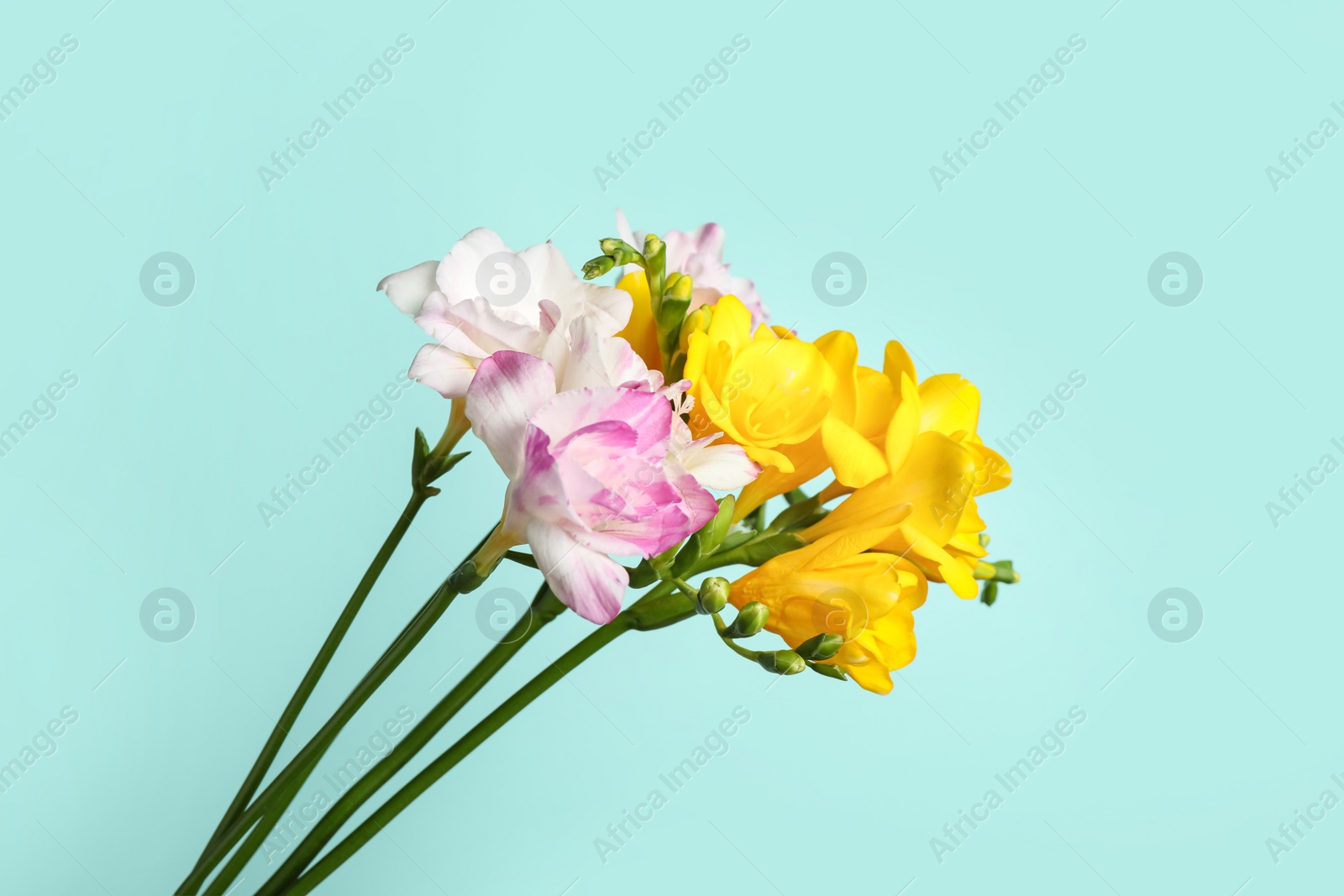 Photo of Beautiful blooming freesias on light blue background