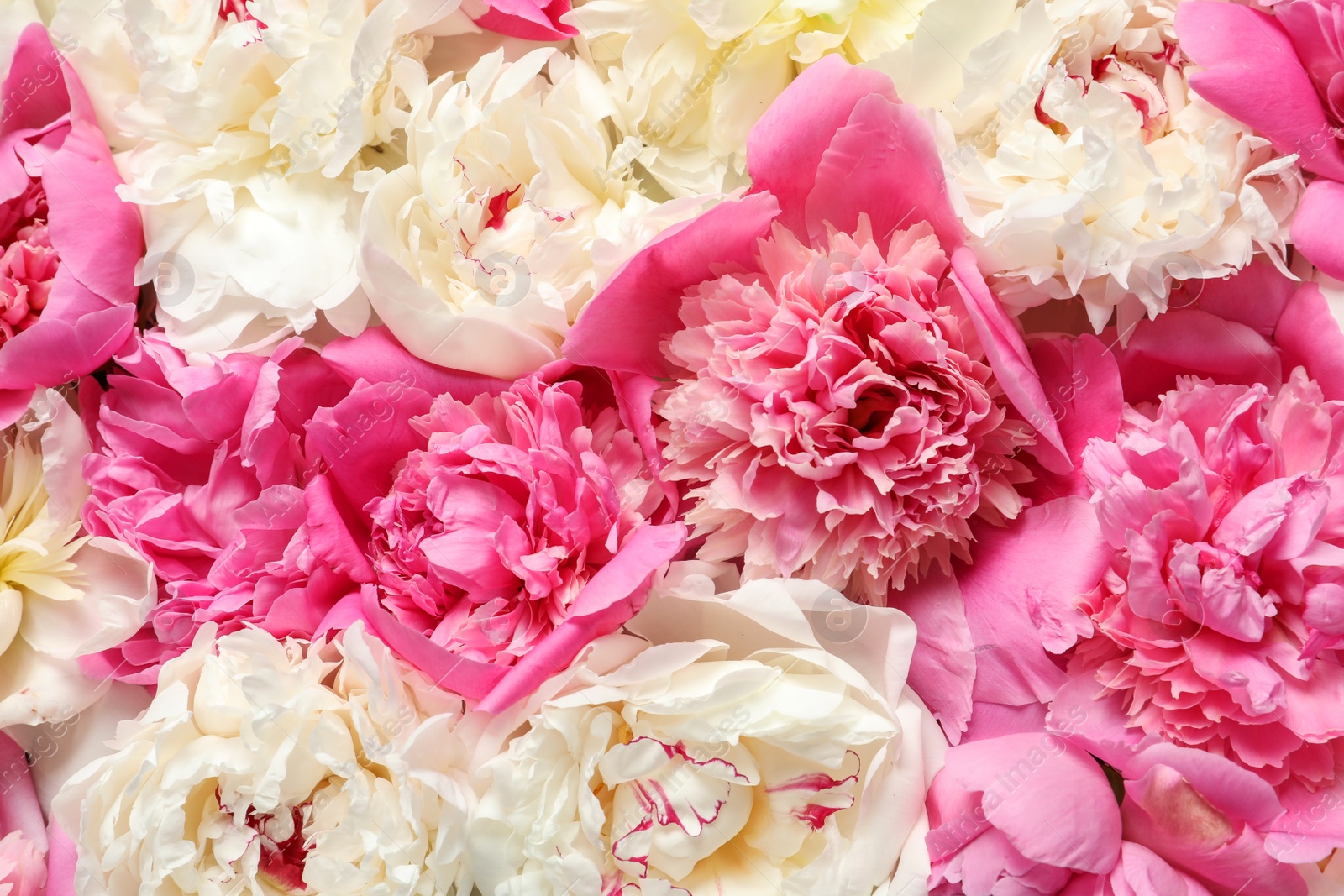 Photo of Beautiful fresh peony flowers as background, top view