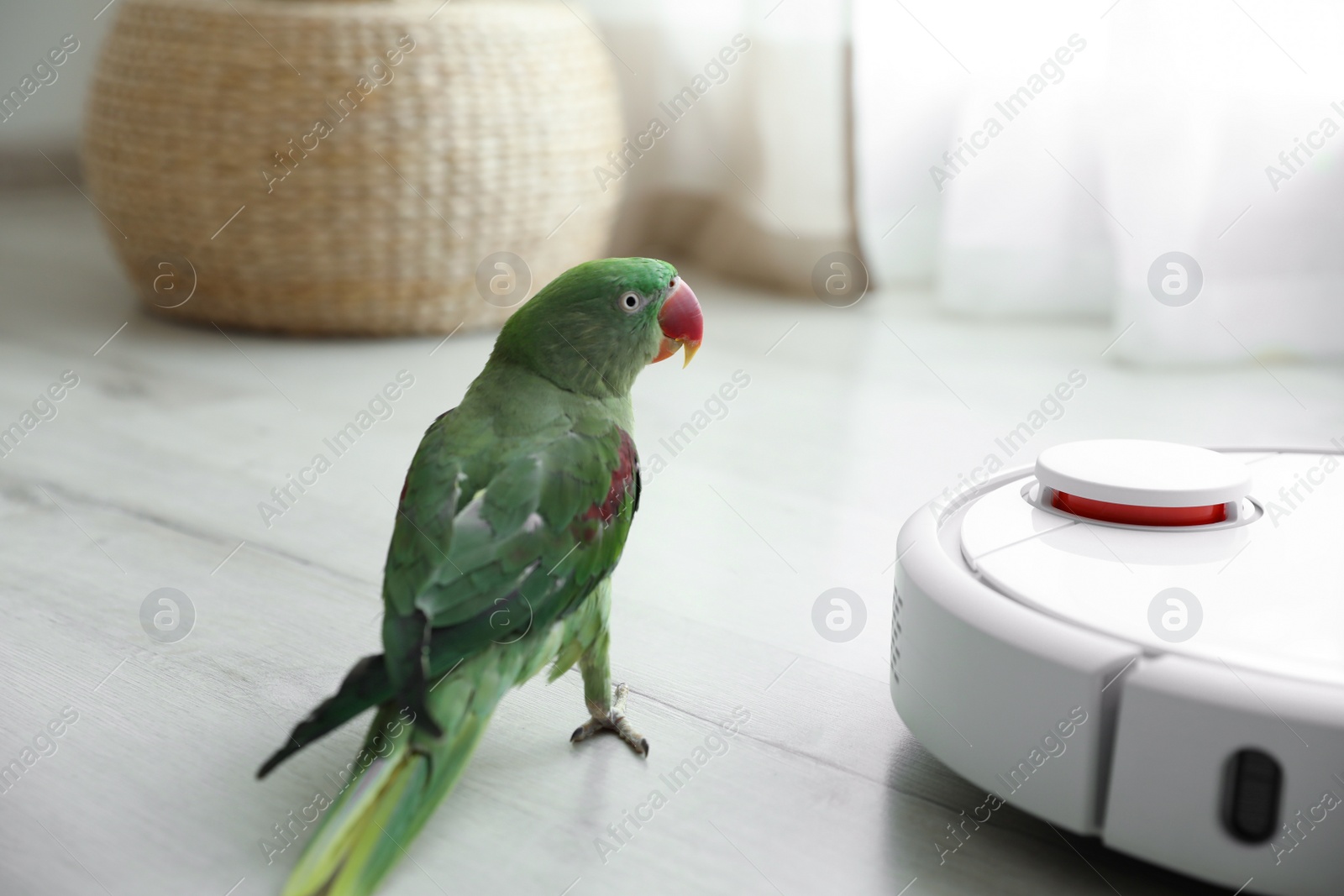 Photo of Modern robotic vacuum cleaner and Alexandrine parakeet on floor indoors