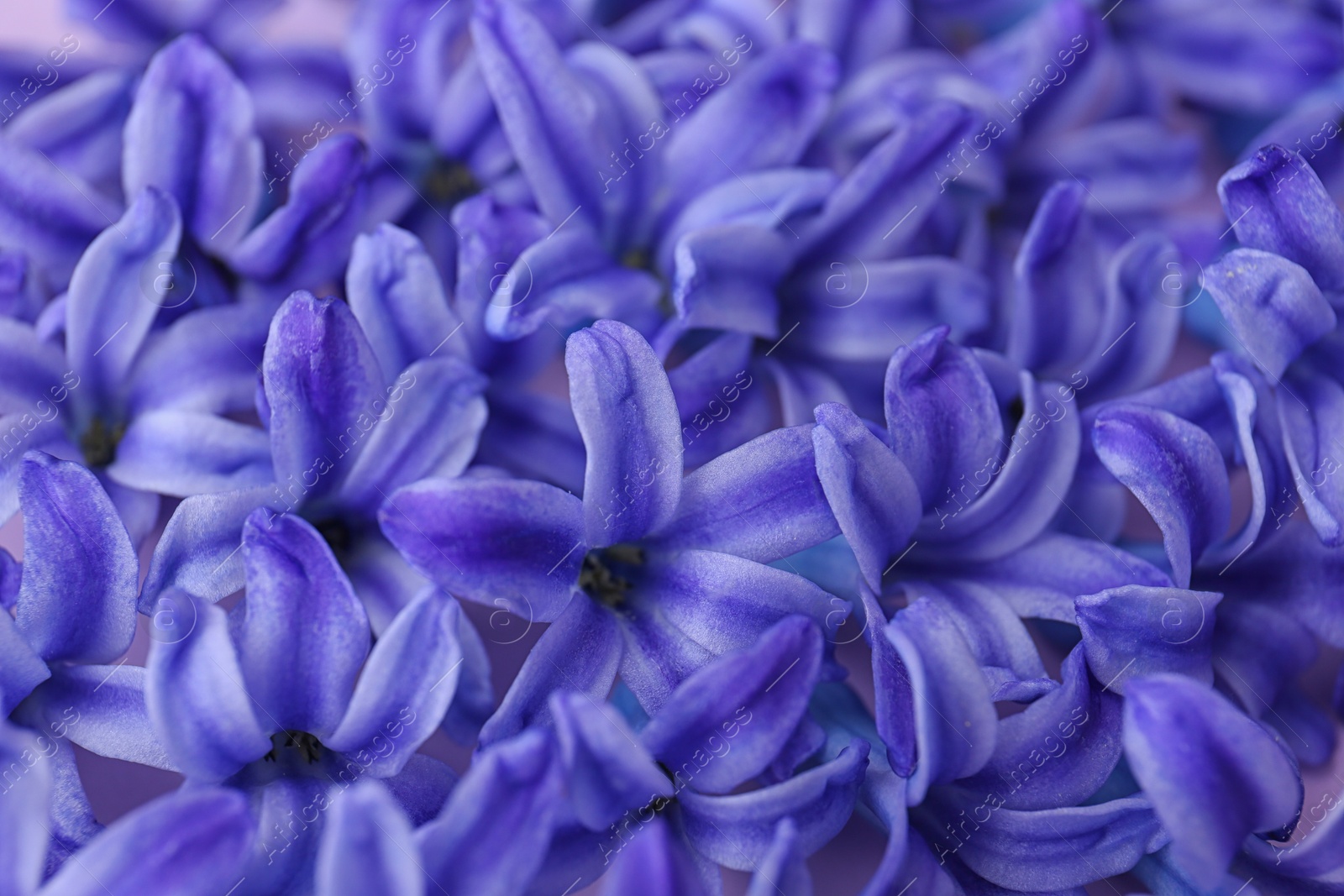 Photo of Blooming spring hyacinth flowers as background, closeup view