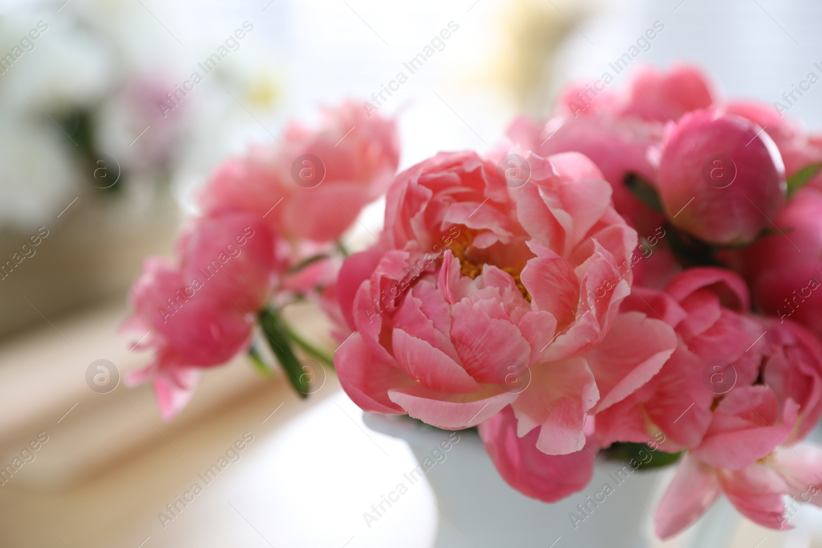 Photo of Beautiful peony bouquet on blurred background, closeup