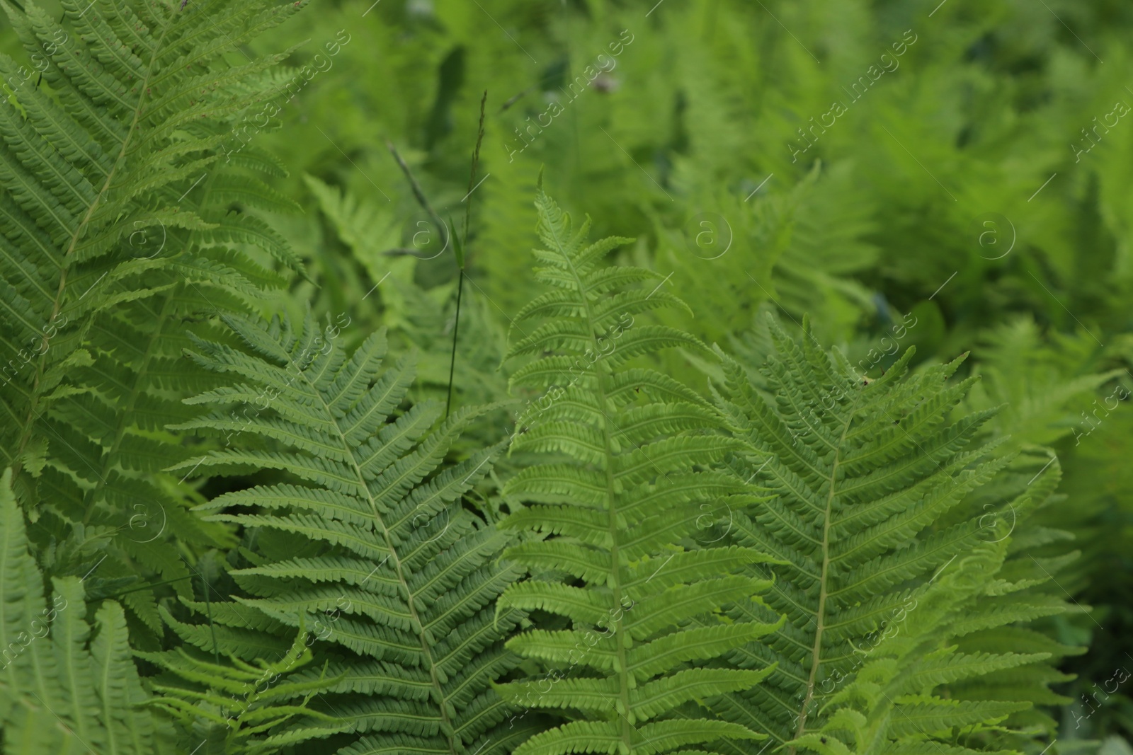 Photo of Beautiful fern with lush green leaves growing outdoors