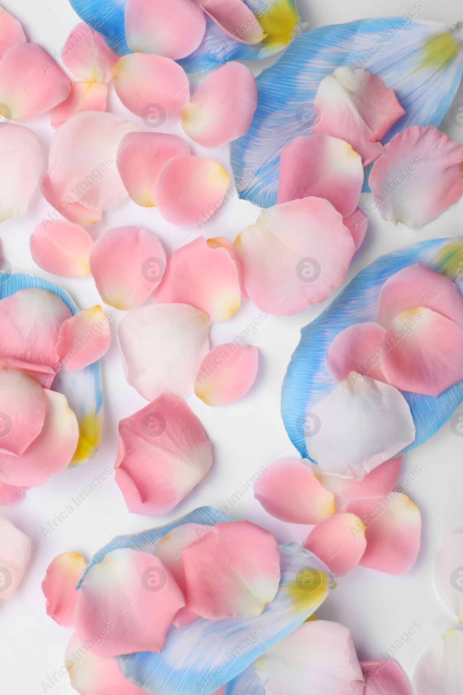 Photo of Beautiful petals on white background, flat lay