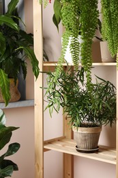 Photo of Beautiful houseplants in pots on wooden rack near beige wall. House decor