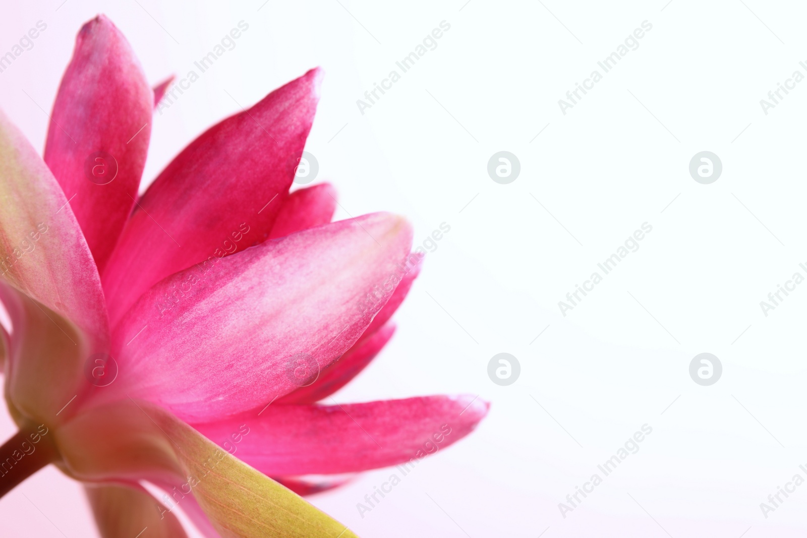 Photo of Beautiful blooming pink lotus flower on light background, closeup. Space for text