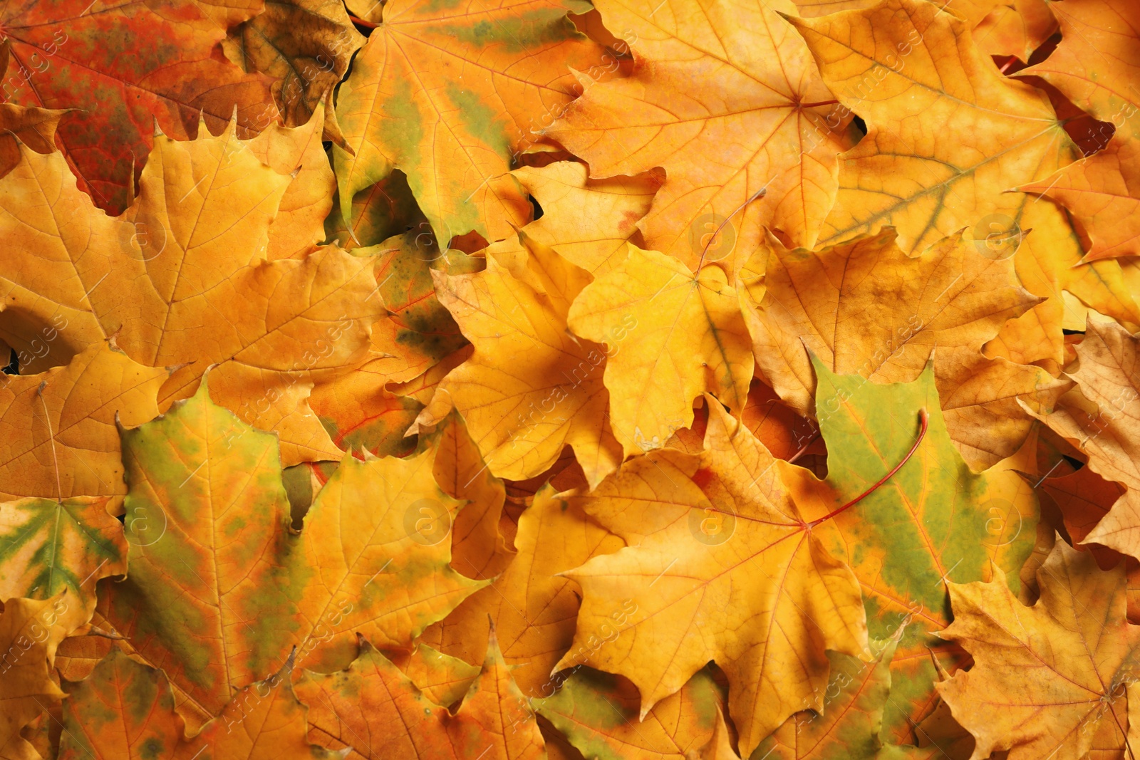 Photo of Many autumn leaves as background, top view