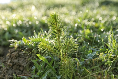 Photo of Fir tree sprout on wild meadow, closeup view