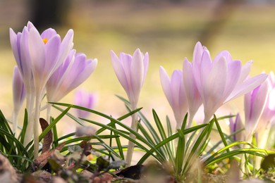 Beautiful crocus flowers growing outdoors, closeup view