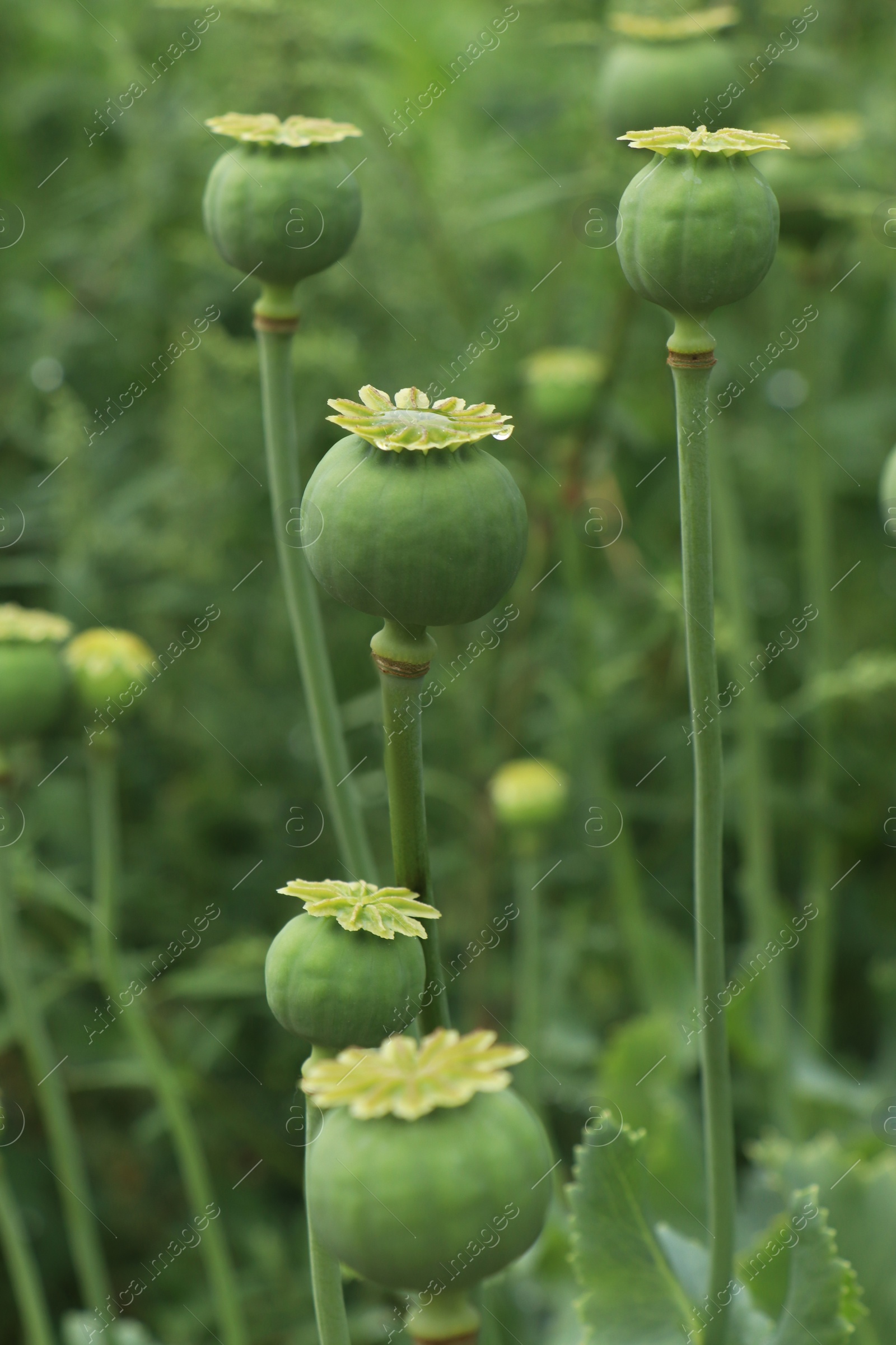 Photo of Green poppy heads growing in field, closeup