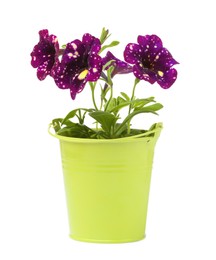 Beautiful petunia flowers in green pot isolated on white