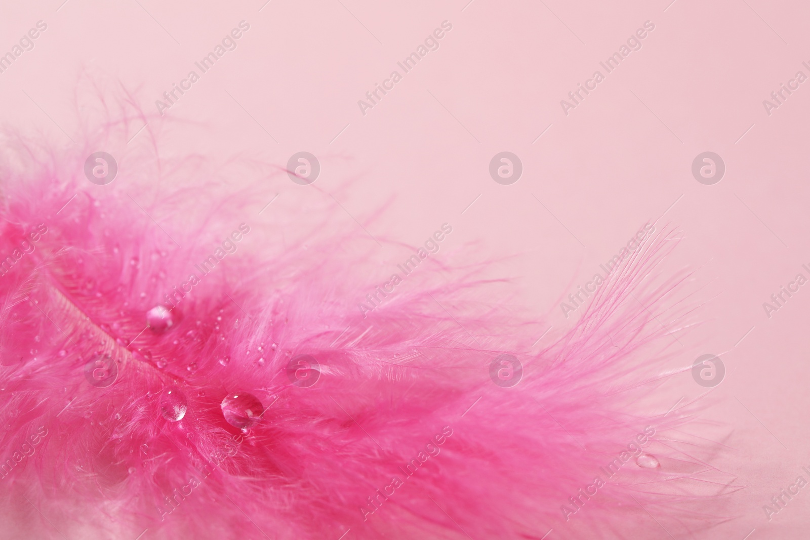 Photo of Closeup view of beautiful feather with dew drops on pink background