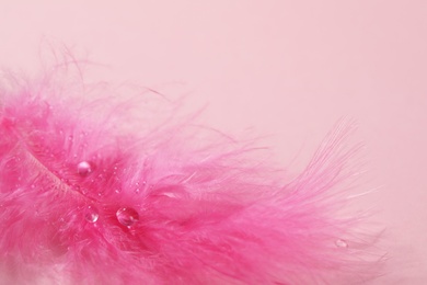 Photo of Closeup view of beautiful feather with dew drops on pink background