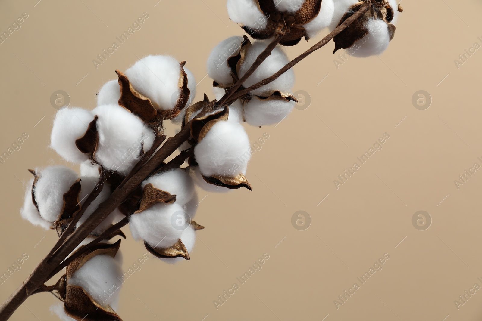 Photo of Beautiful cotton branch with fluffy flowers on beige background, closeup. Space for text