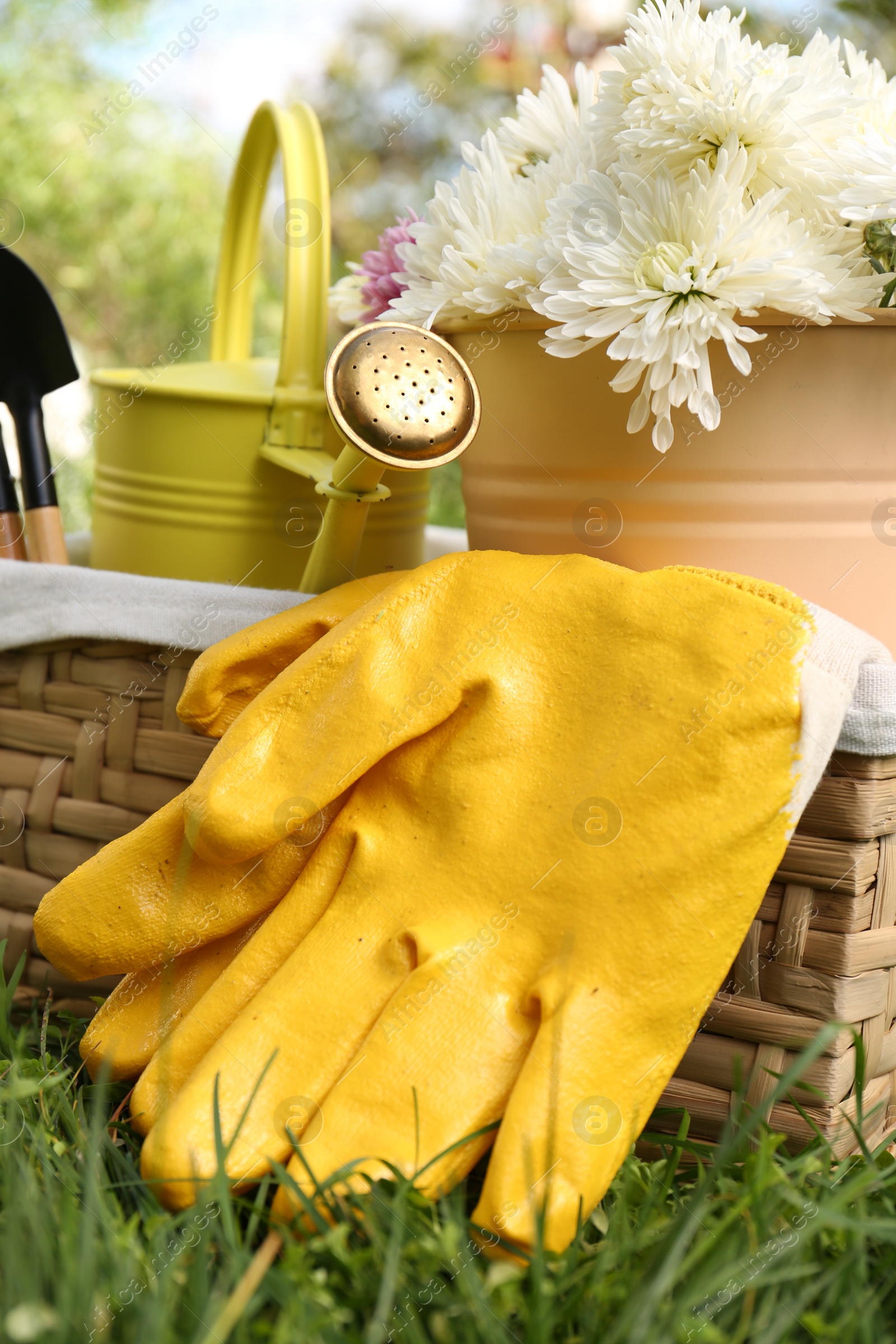 Photo of Wicker basket with gardening gloves, flowers and tools on grass outdoors