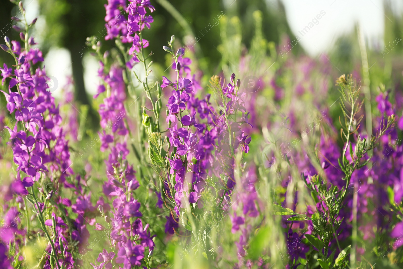 Photo of Beautiful wild flowers outdoors on sunny day. Amazing nature in summer