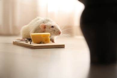 Photo of Rat and mousetrap with cheese indoors. Pest control