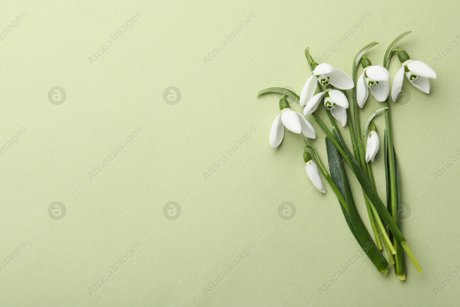 Photo of Beautiful snowdrops on light green background, flat lay. Space for text