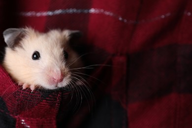 Photo of Cute little hamster in pocket of red flannel shirt, closeup. Space for text