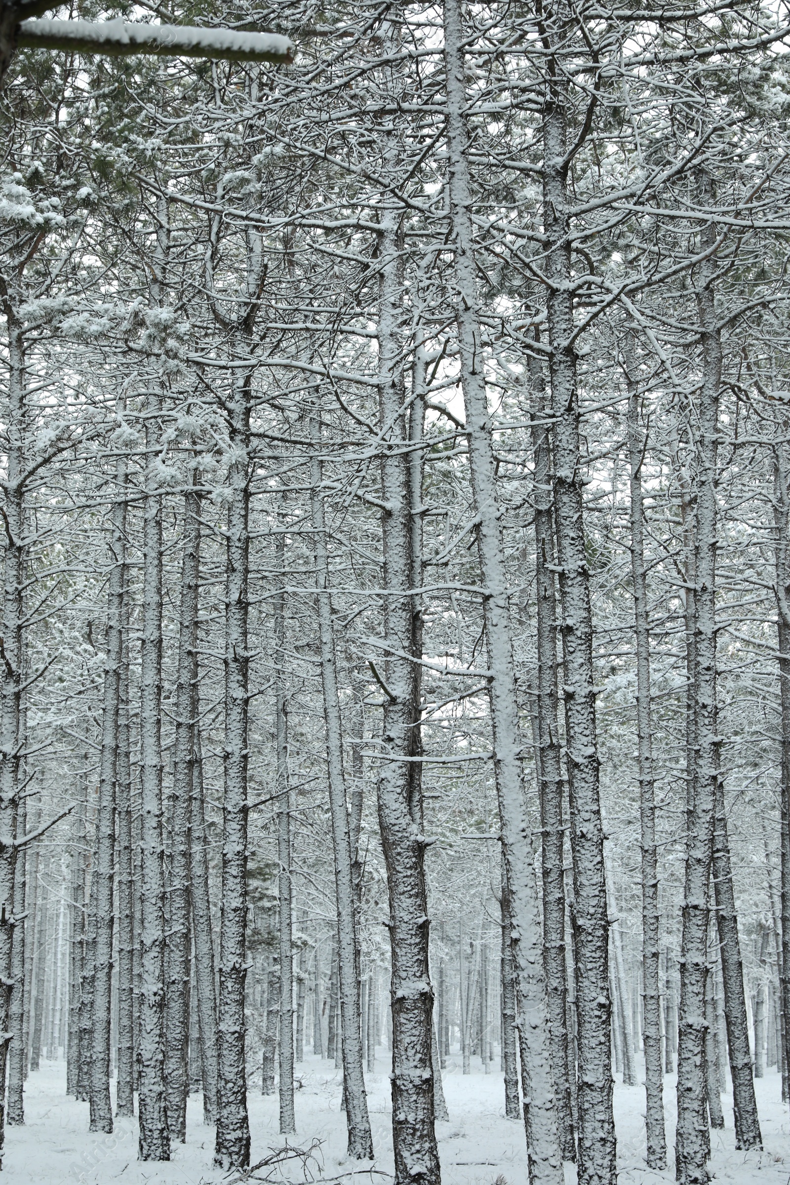 Photo of Beautiful view of snowy forest on winter day