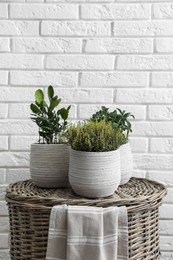 Photo of Different aromatic potted herbs on wicker basket near white brick wall