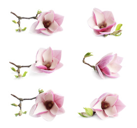 Image of Set with beautiful magnolia flowers on white background. Spring blossom