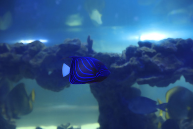 Photo of Blue ring angelfish swimming in clear aquarium water