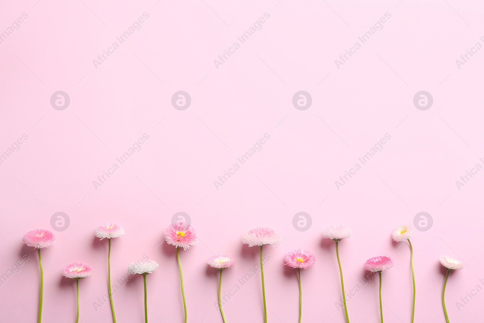 Photo of Flat lay composition with spring daisy flowers and space for text on color background