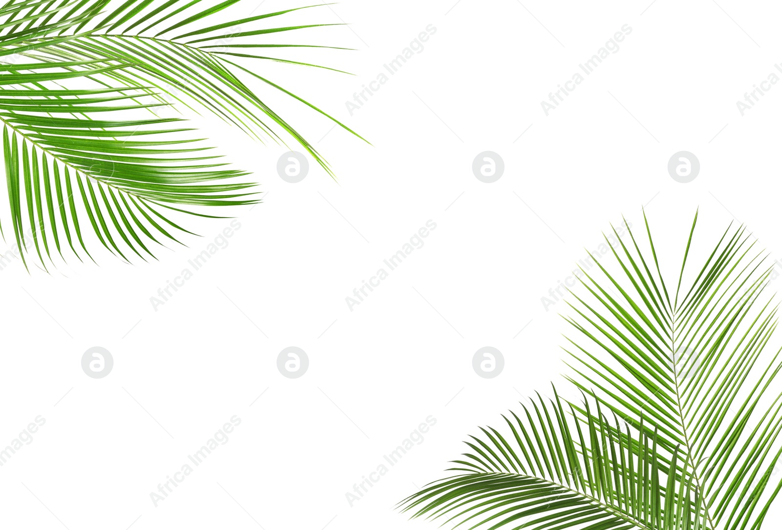 Image of Frame made of beautiful lush tropical leaves on white background