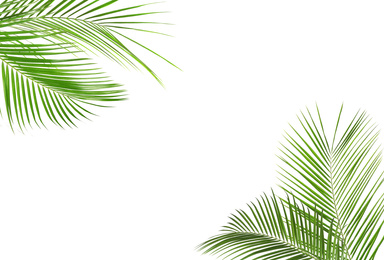 Frame made of beautiful lush tropical leaves on white background