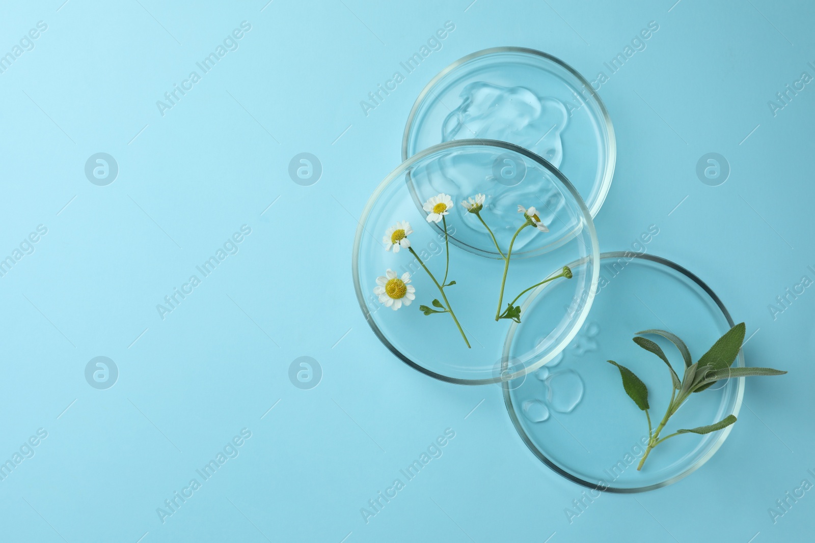 Photo of Flat lay composition with Petri dishes and plants on light blue background. Space for text