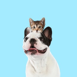 Happy pets. Portrait of French bulldog and cute little kitten on pale light blue background