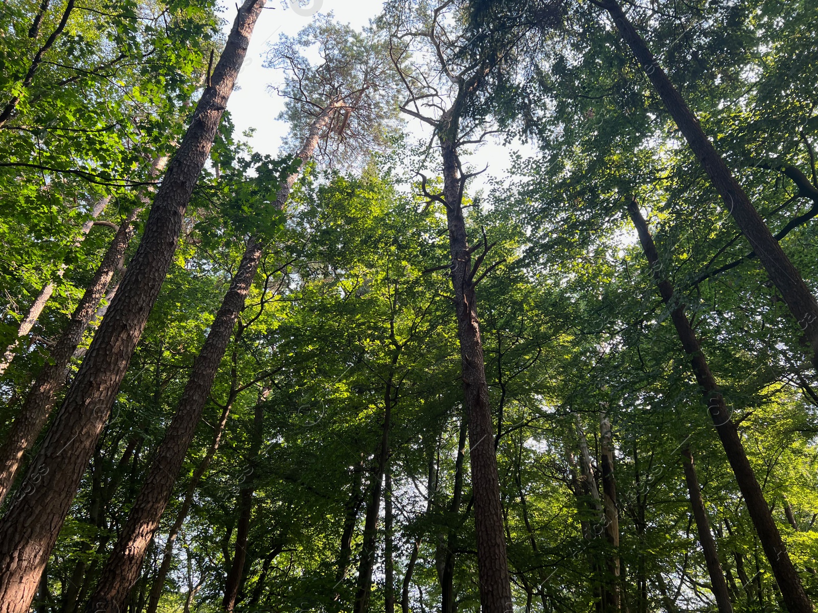 Photo of Beautiful green trees in forest on sunny day, low angle view
